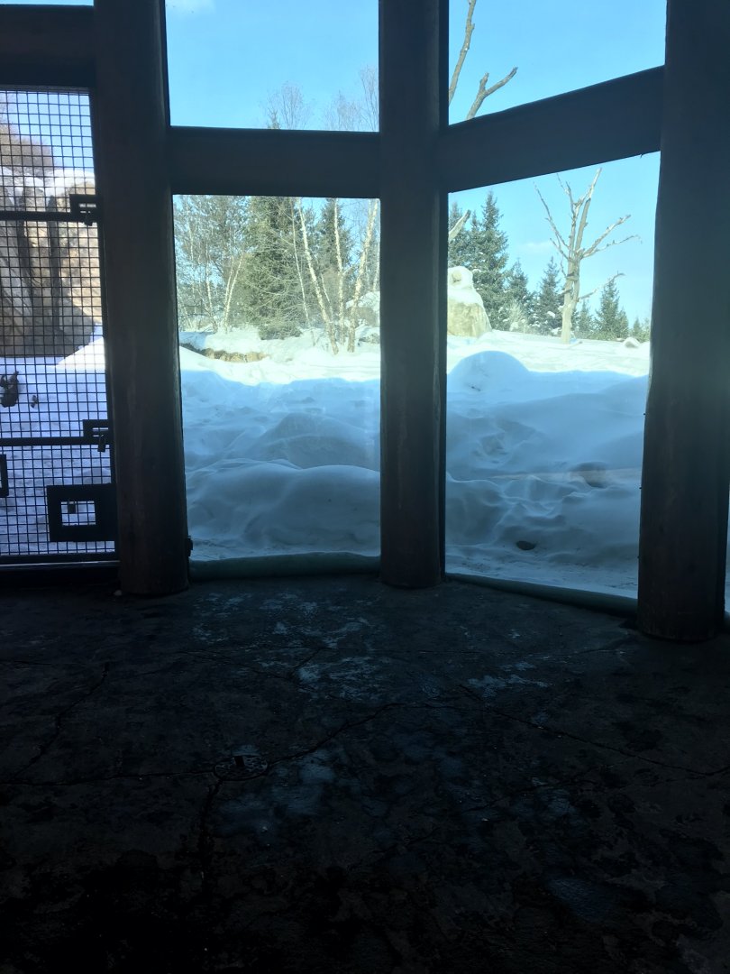 Russia’s grizzly coast Alaskan brown bear exhibit