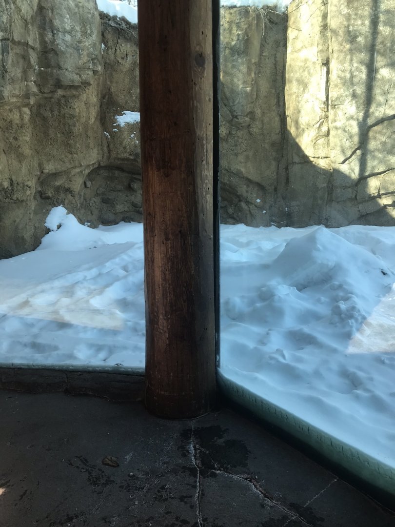 Russia’s grizzly coast Alaskan brown bear exhibit