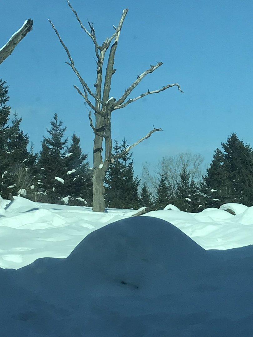 Russia’s grizzly coast Alaskan brown bear exhibit