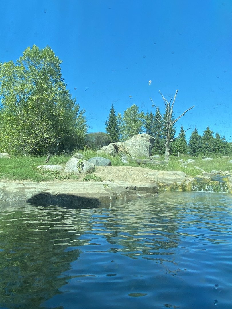 Russia’s grizzly coast- Alaskan brown bear exhibit