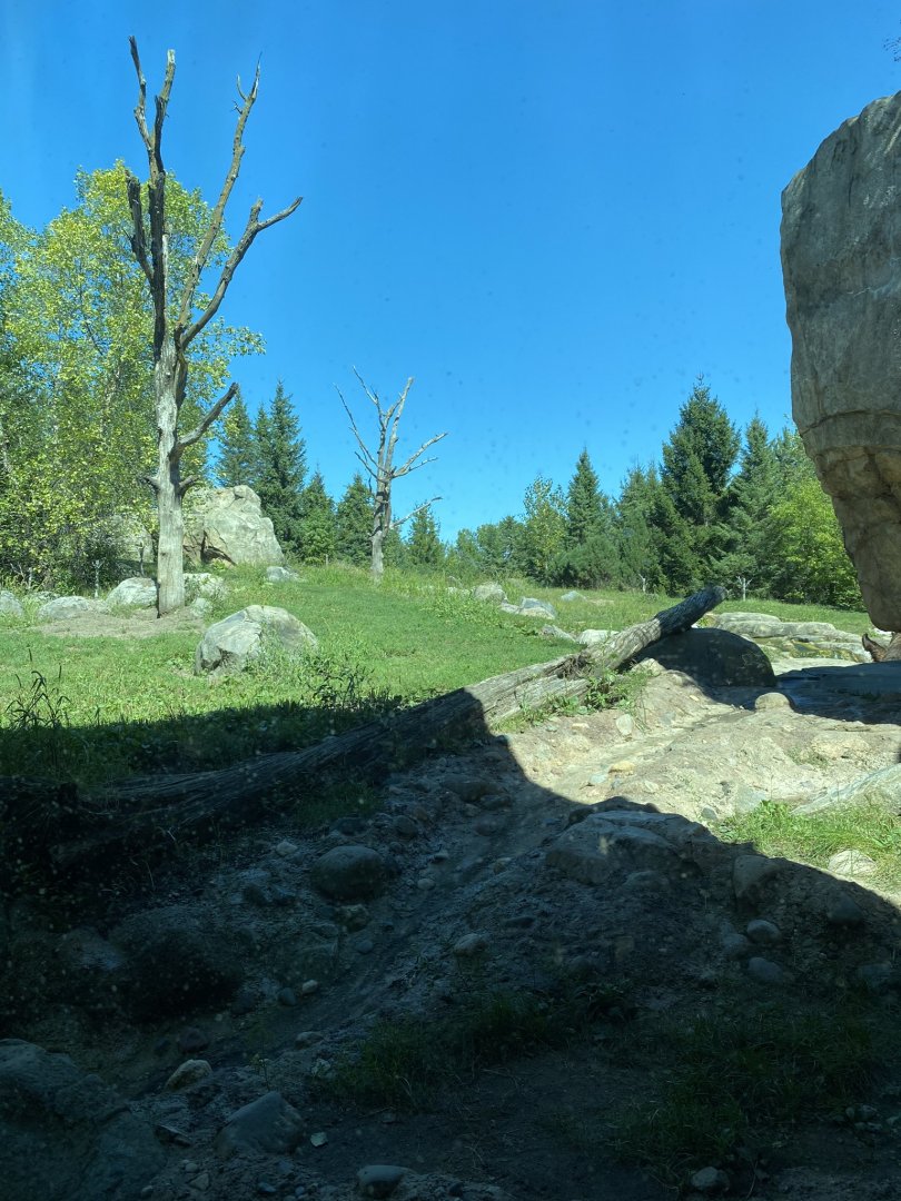 Russia’s grizzly coast- Alaskan brown bear exhibit