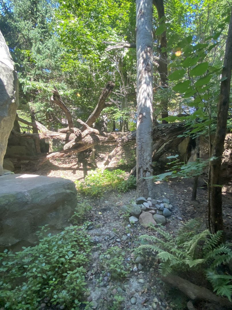 Russia’s grizzly coast- Amur leopard exhibit #1