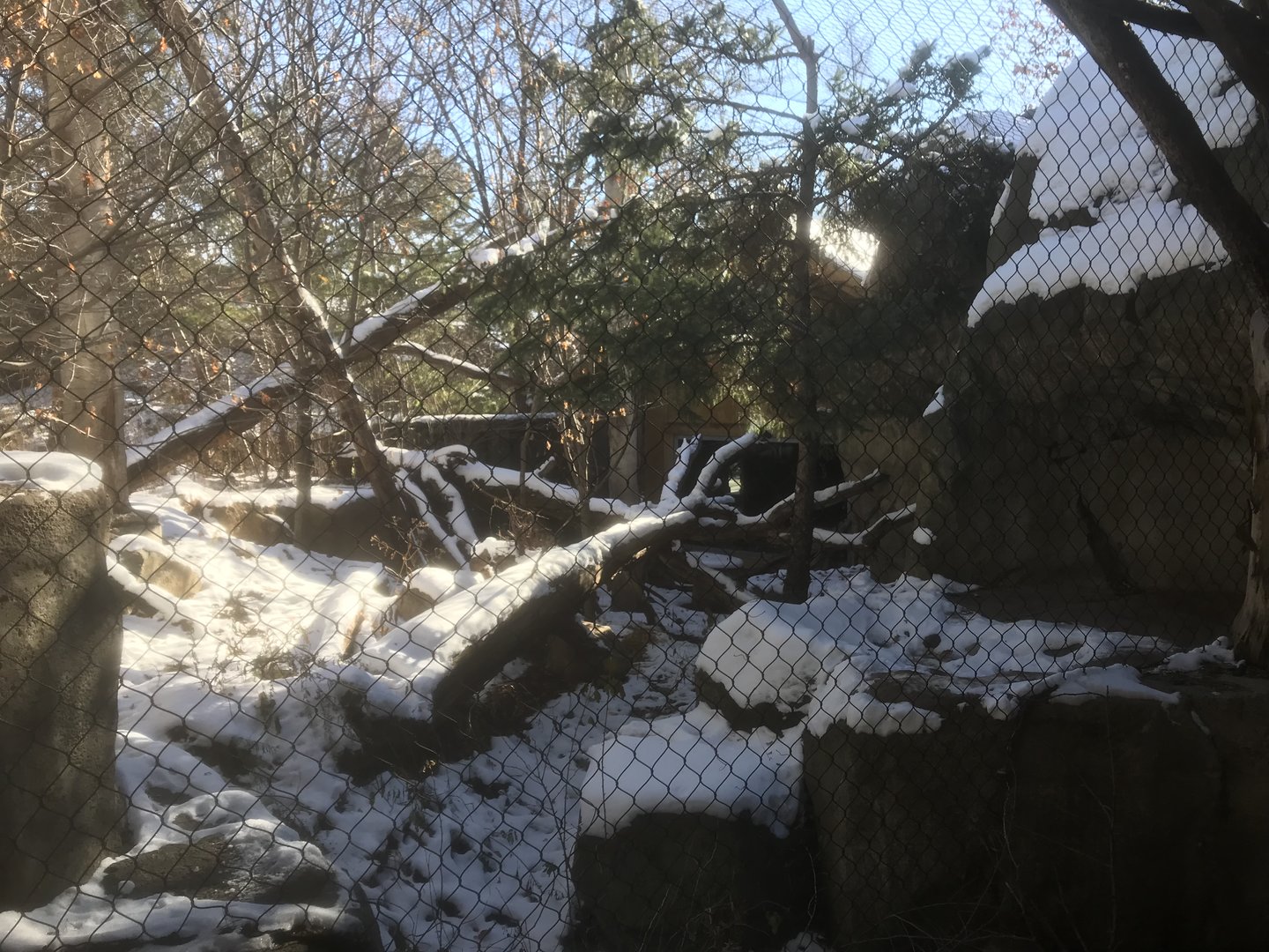 Russia’s Grizzly Coast - Amur Leopard Exhibit #1