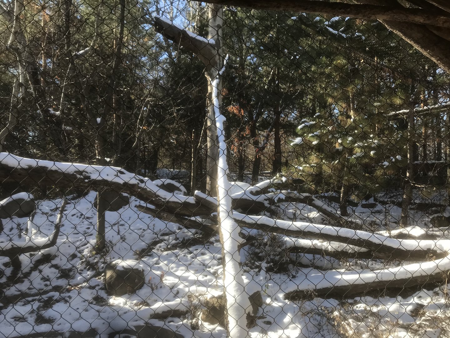 Russia’s Grizzly Coast - Amur Leopard Exhibit #3