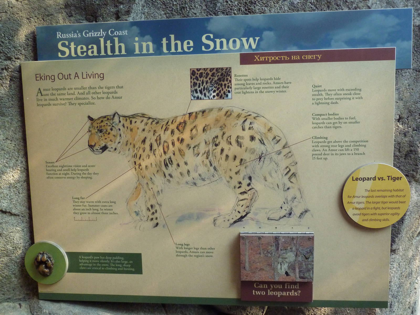 Russia's Grizzly Coast - Amur Leopard Exhibit Sign