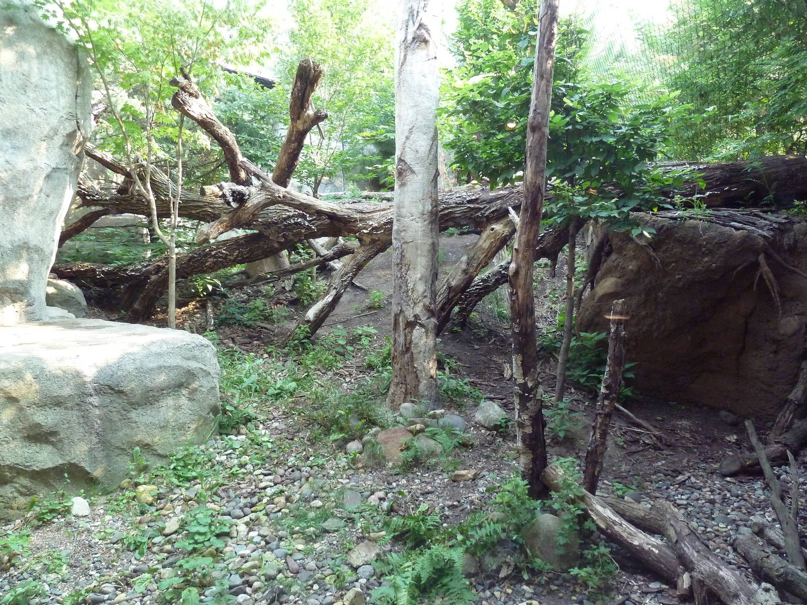 Russia's Grizzly Coast - Amur Leopard Exhibit
