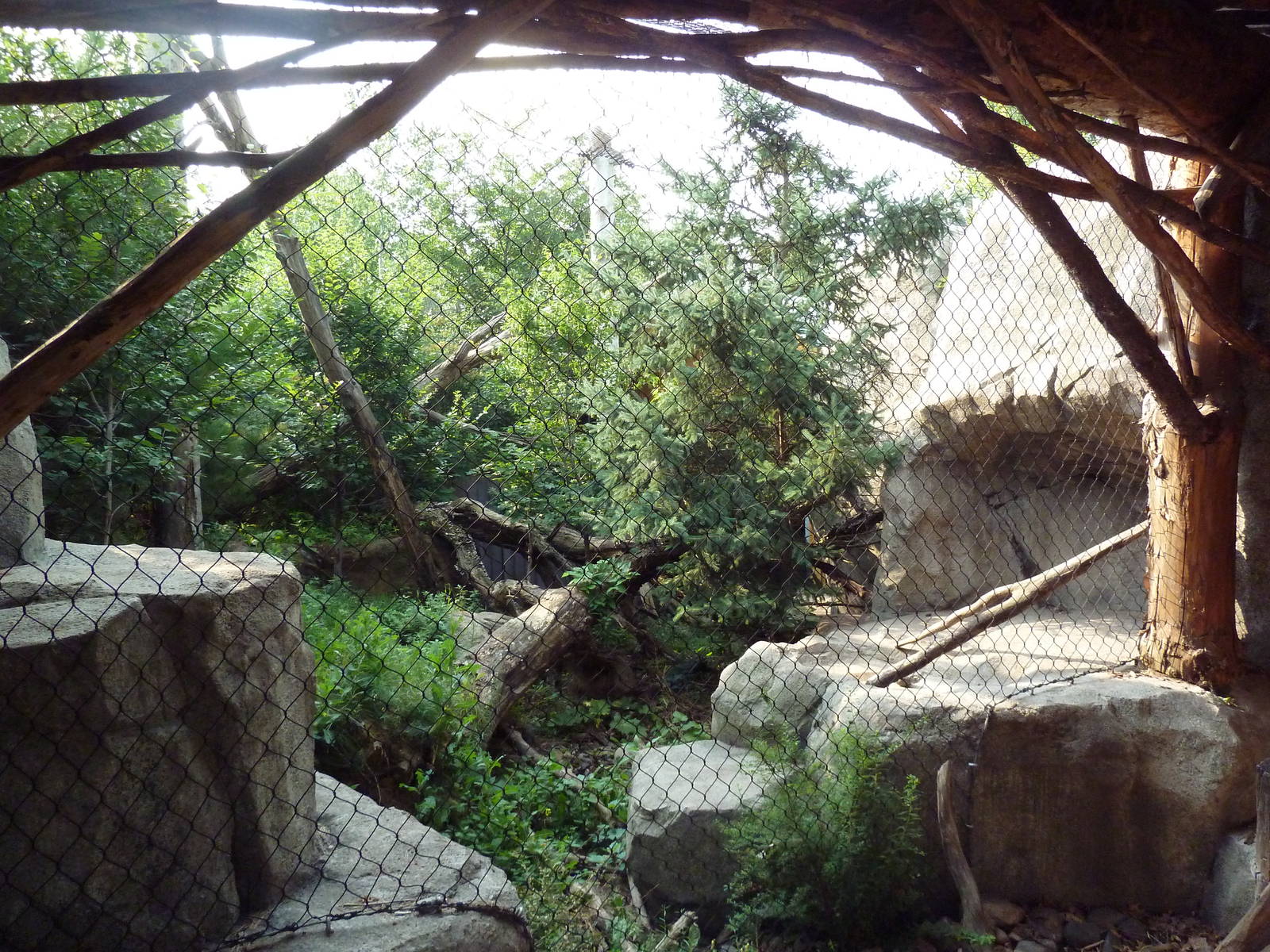Russia's Grizzly Coast - Amur Leopard Exhibit