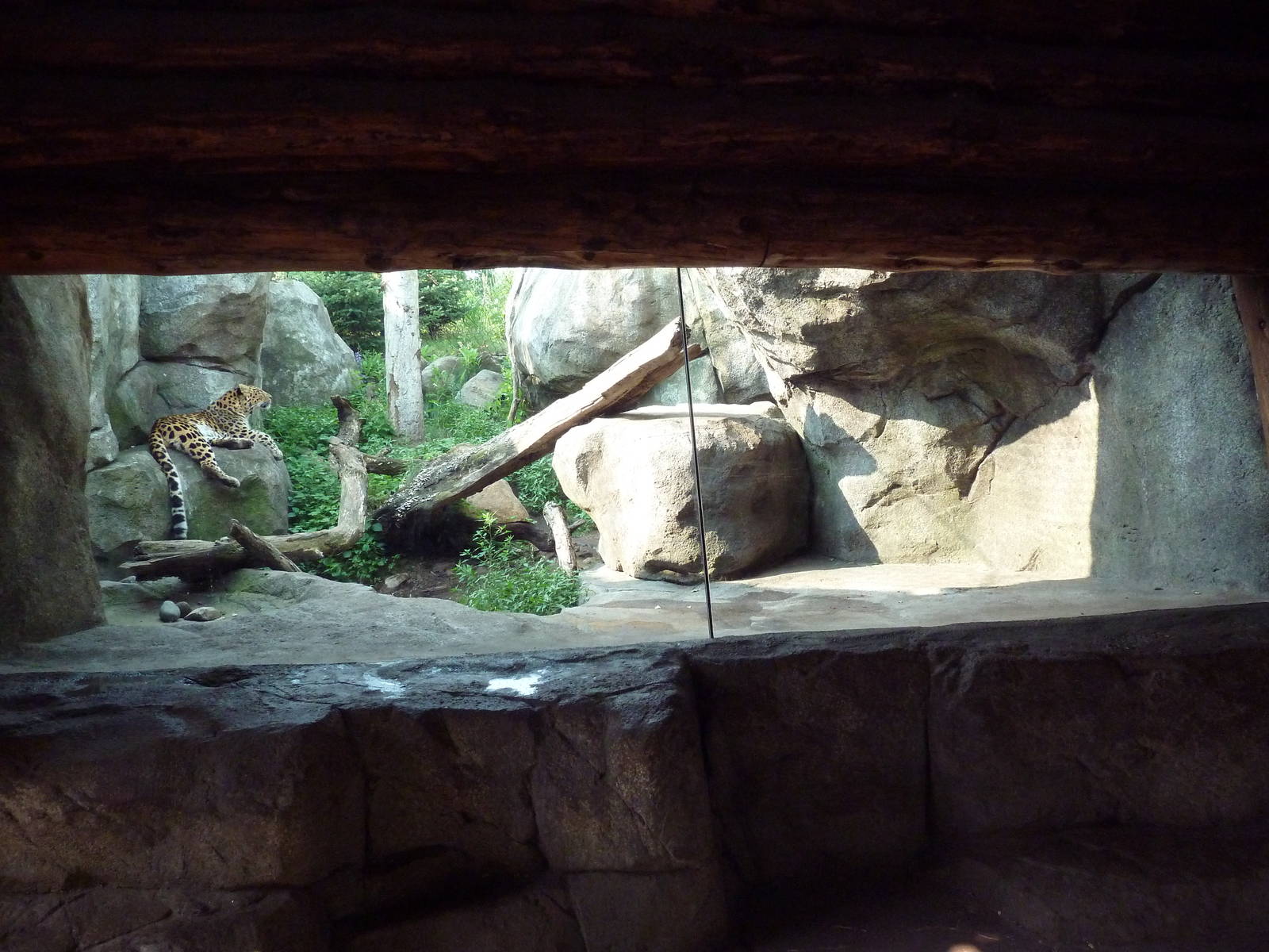 Russia's Grizzly Coast - Amur Leopard Exhibit