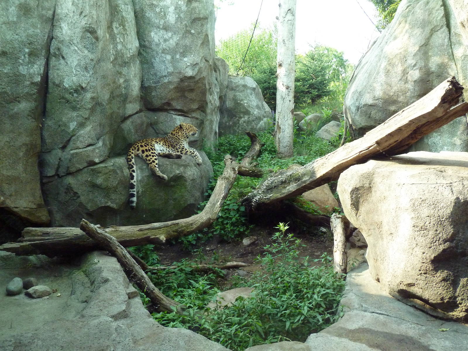 Russia's Grizzly Coast - Amur Leopard Exhibit