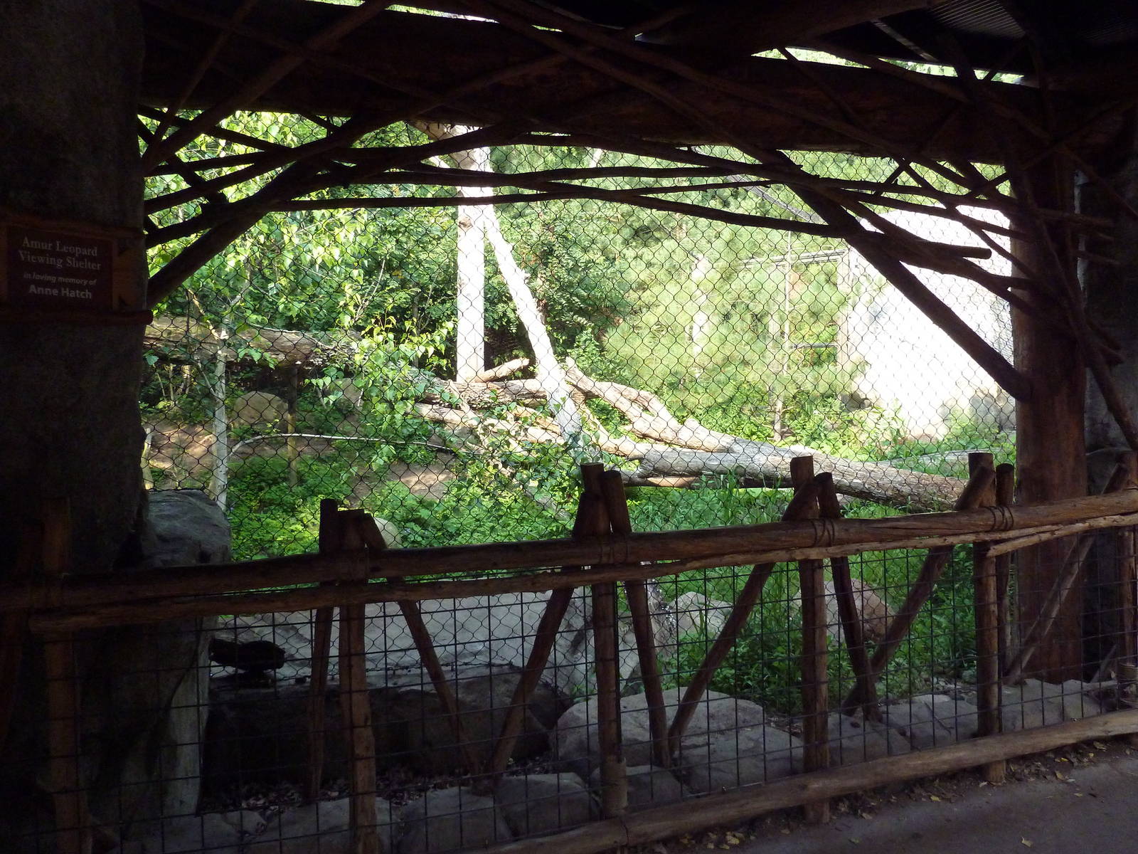 Russia's Grizzly Coast - Amur Leopard Exhibit