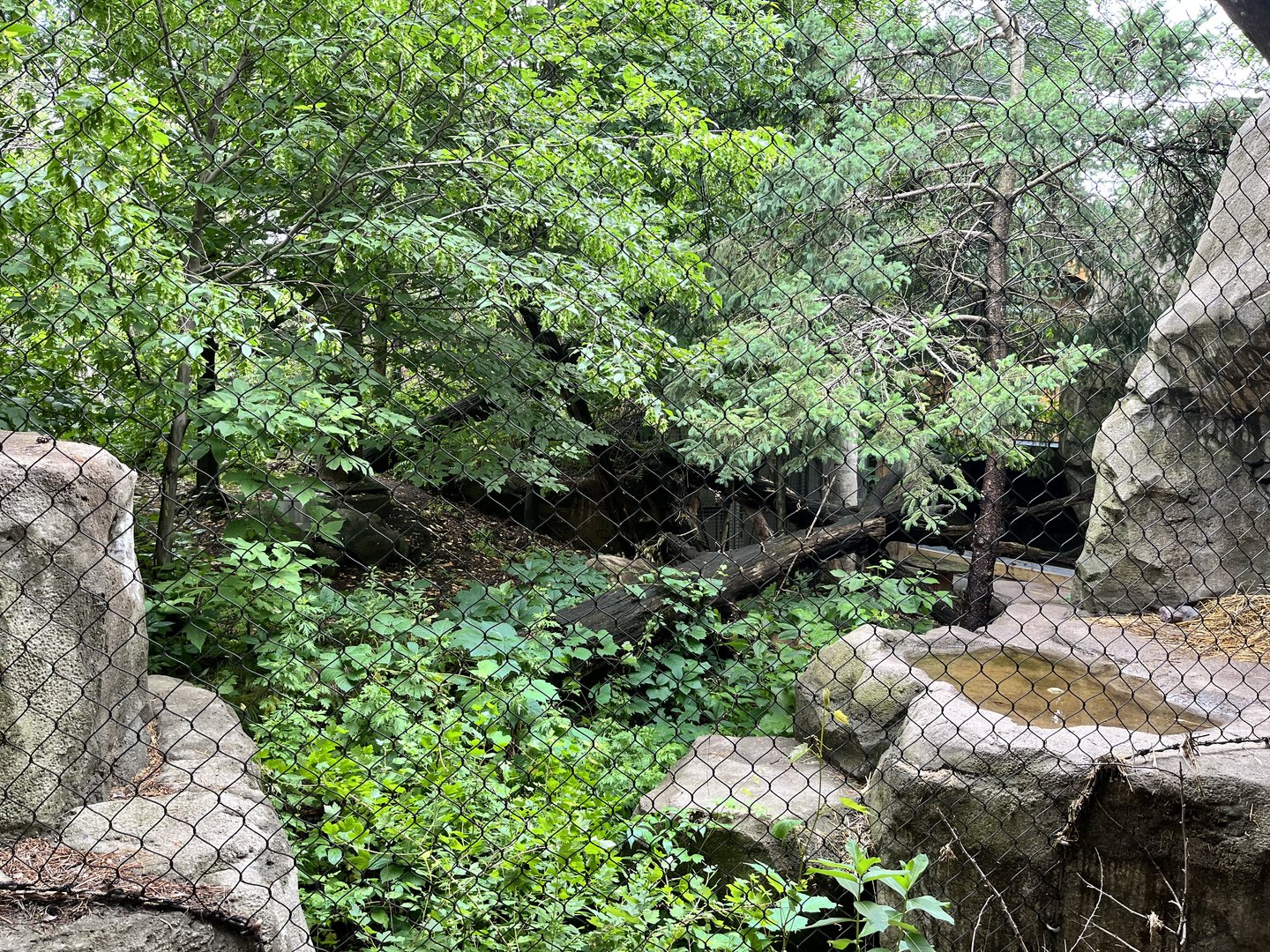 Russia’s Grizzly Coast - Amur Leopard Exhibit
