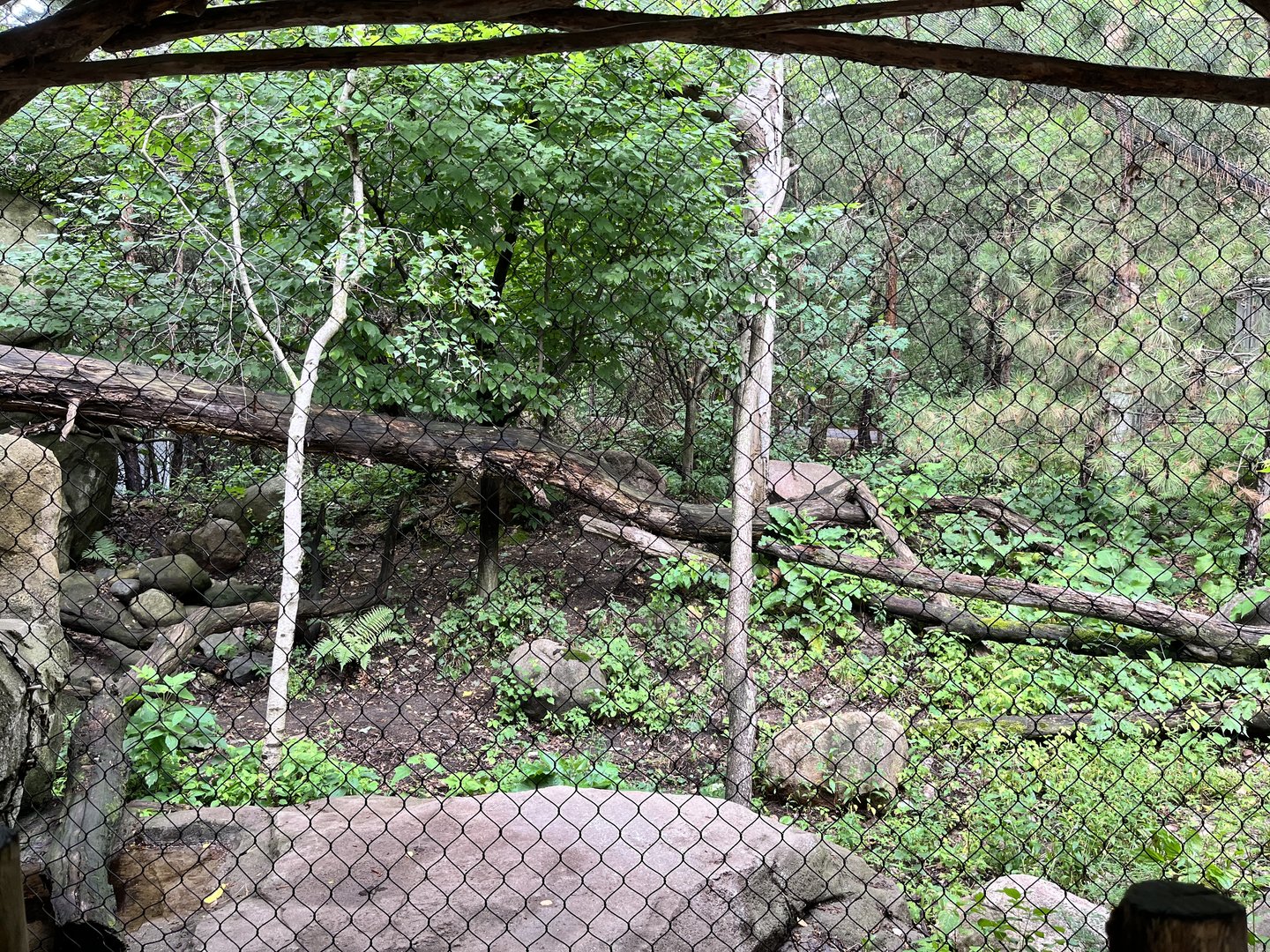 Russia’s Grizzly Coast - Amur Leopard Exhibit
