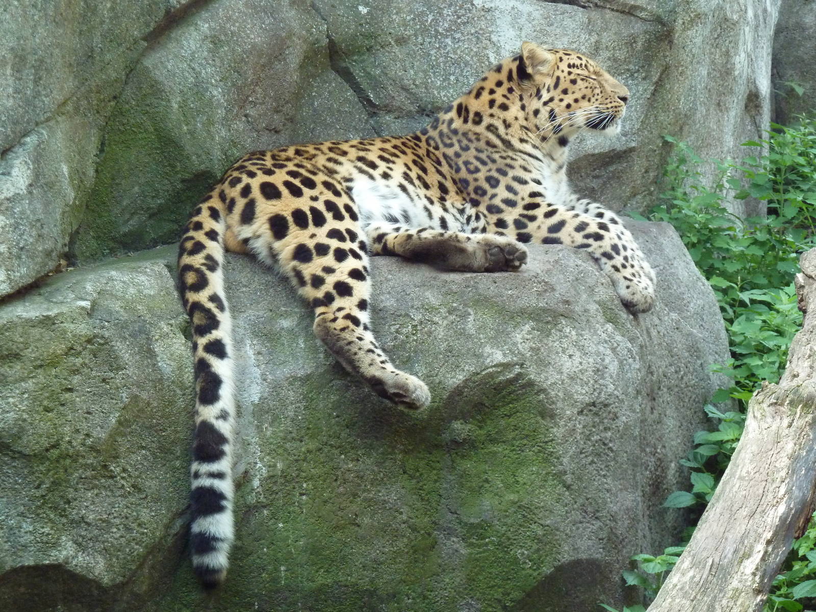Russia's Grizzly Coast - Amur Leopard