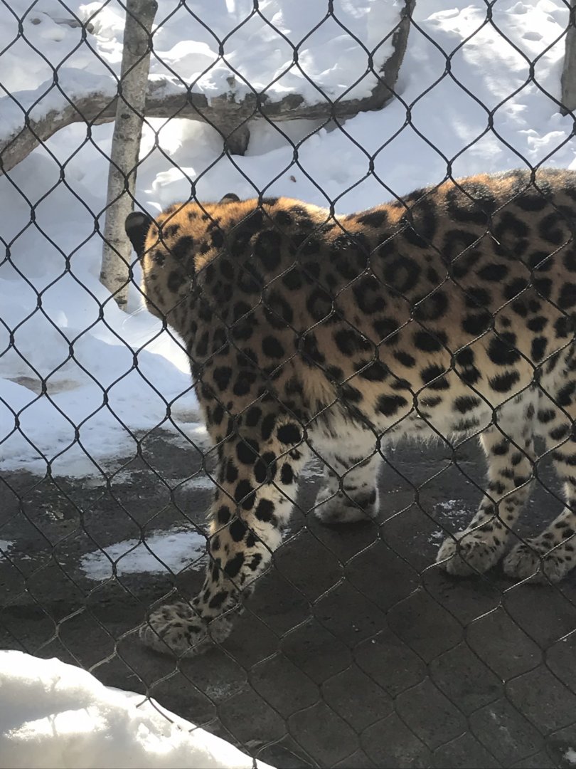 Russia’s grizzly coast Amur leopard