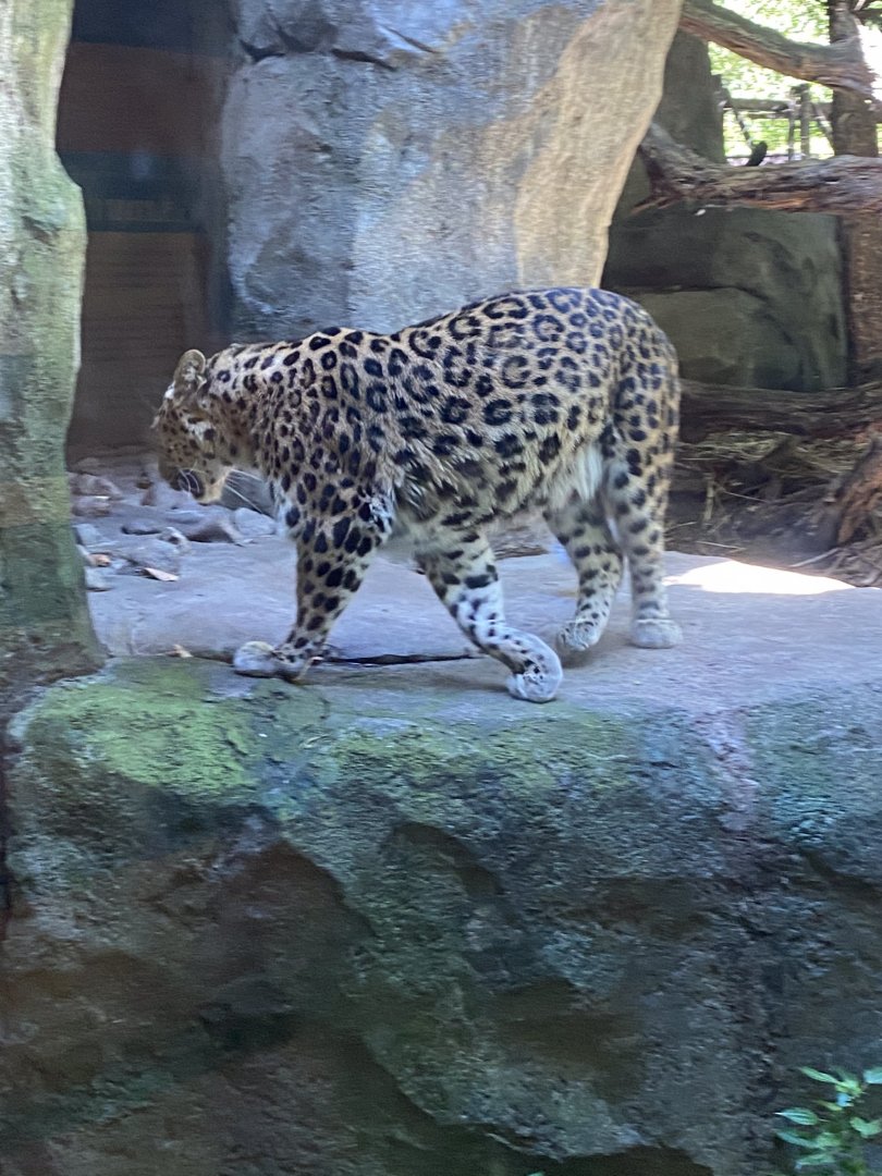 Russia’s grizzly coast- Amur leopard