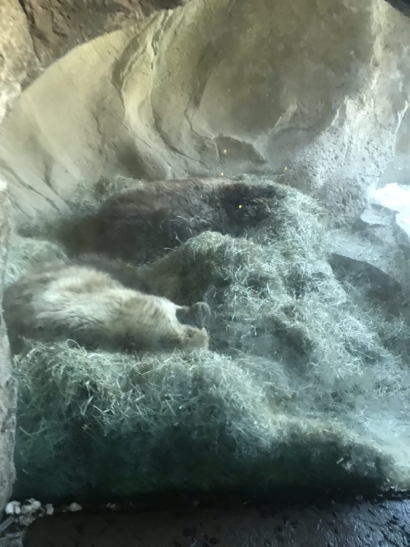 Russia’s grizzly coast bear den