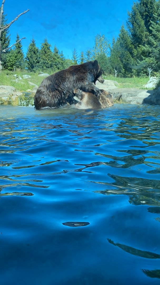 Russia’s grizzly coast- bears playing