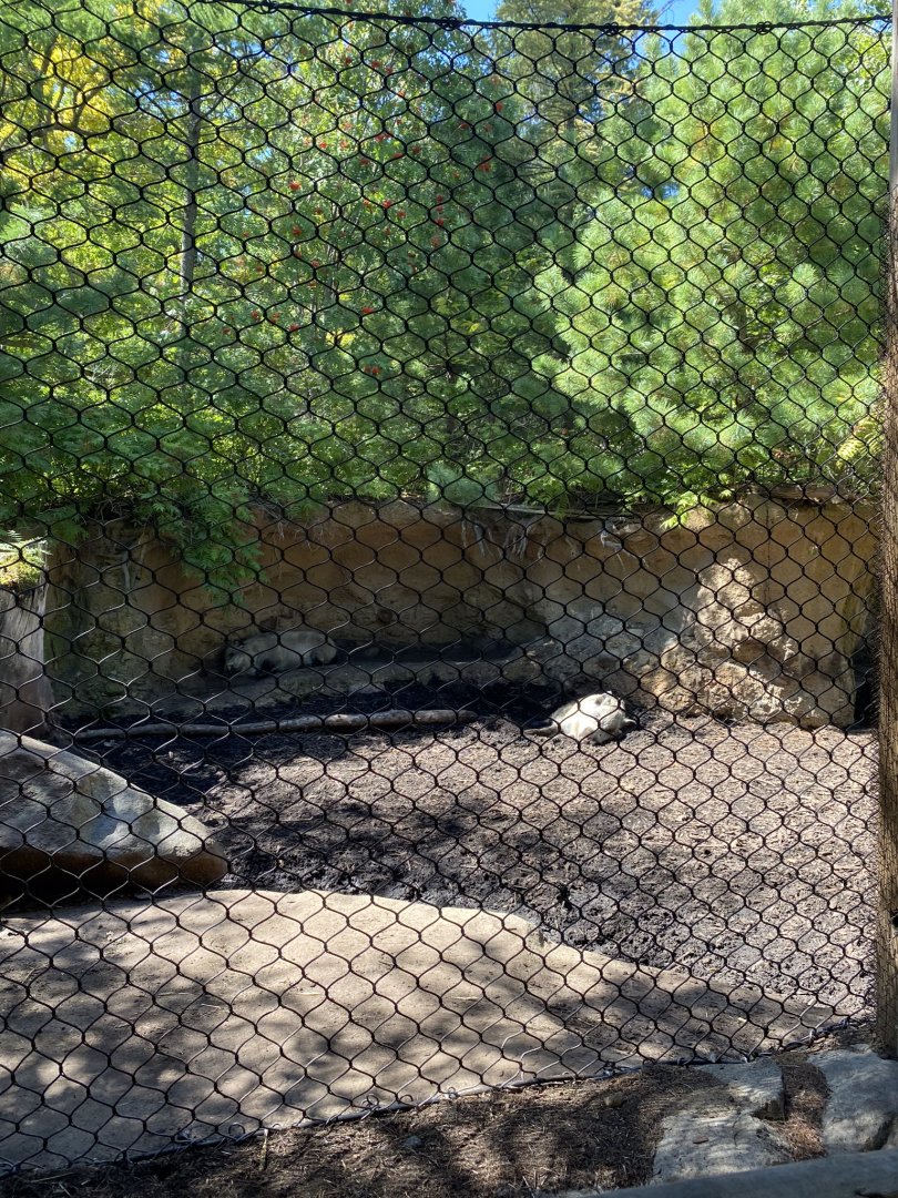 Russia’s grizzly coast- European wild boar exhibit