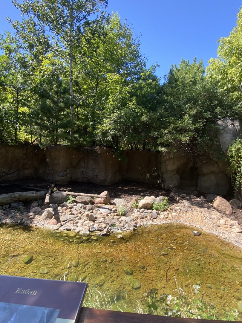 Russia’s grizzly coast- European wild boar exhibit