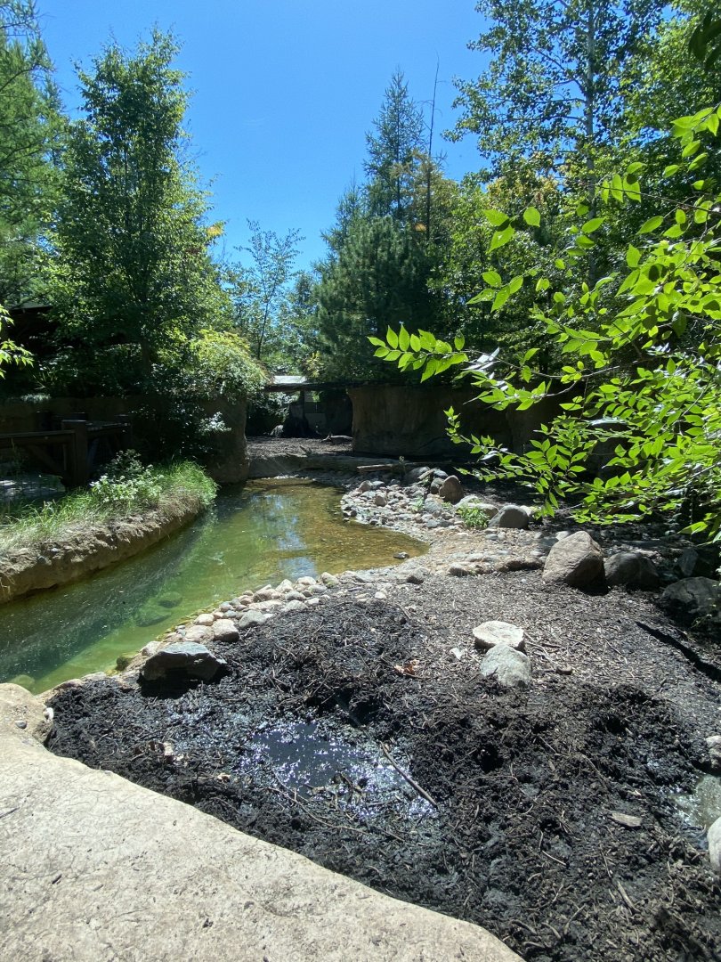 Russia’s grizzly coast- European wild boar exhibit