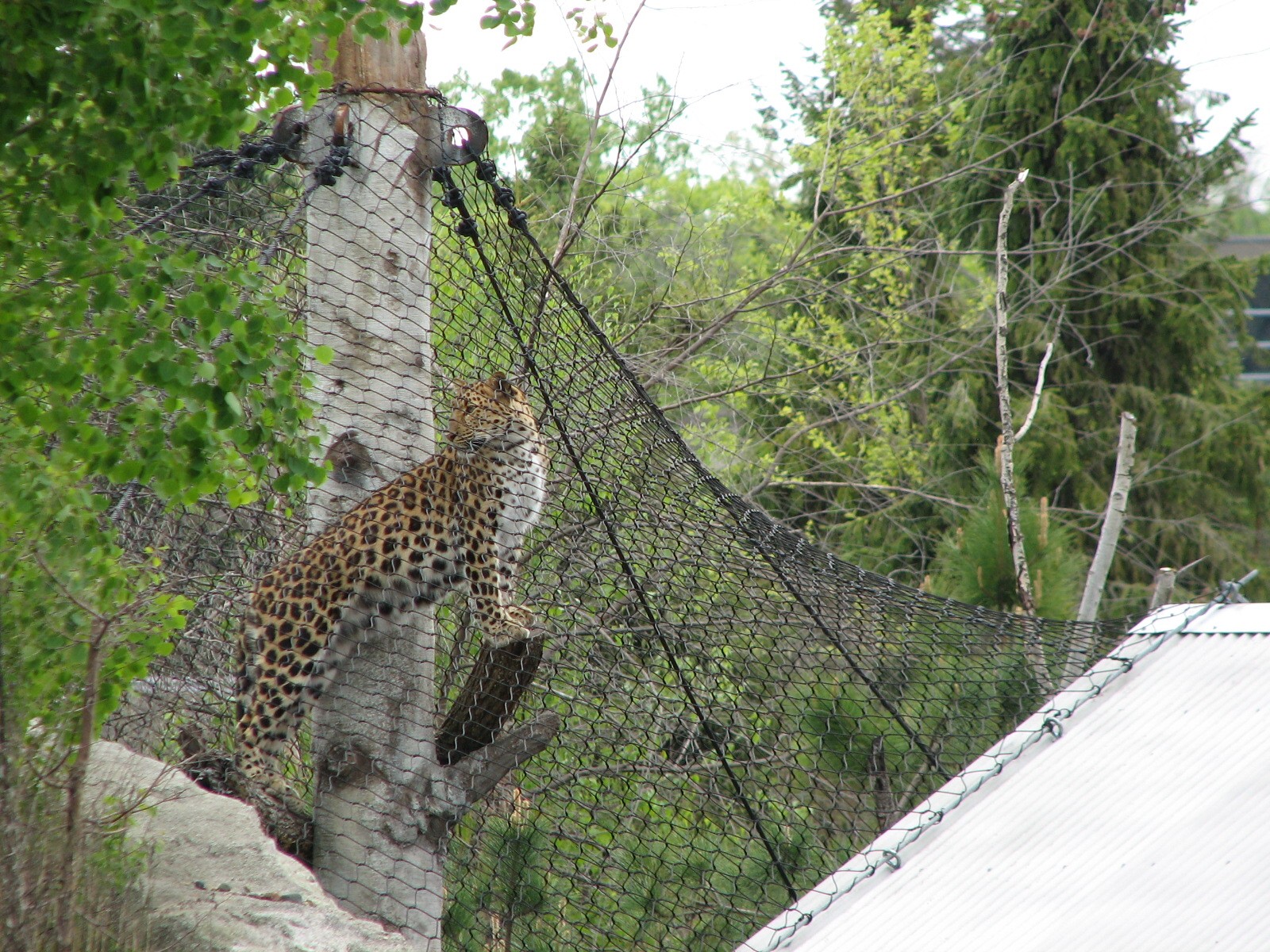Russia's Grizzly Coast - Forested South - First Amur Leopard Exhibit