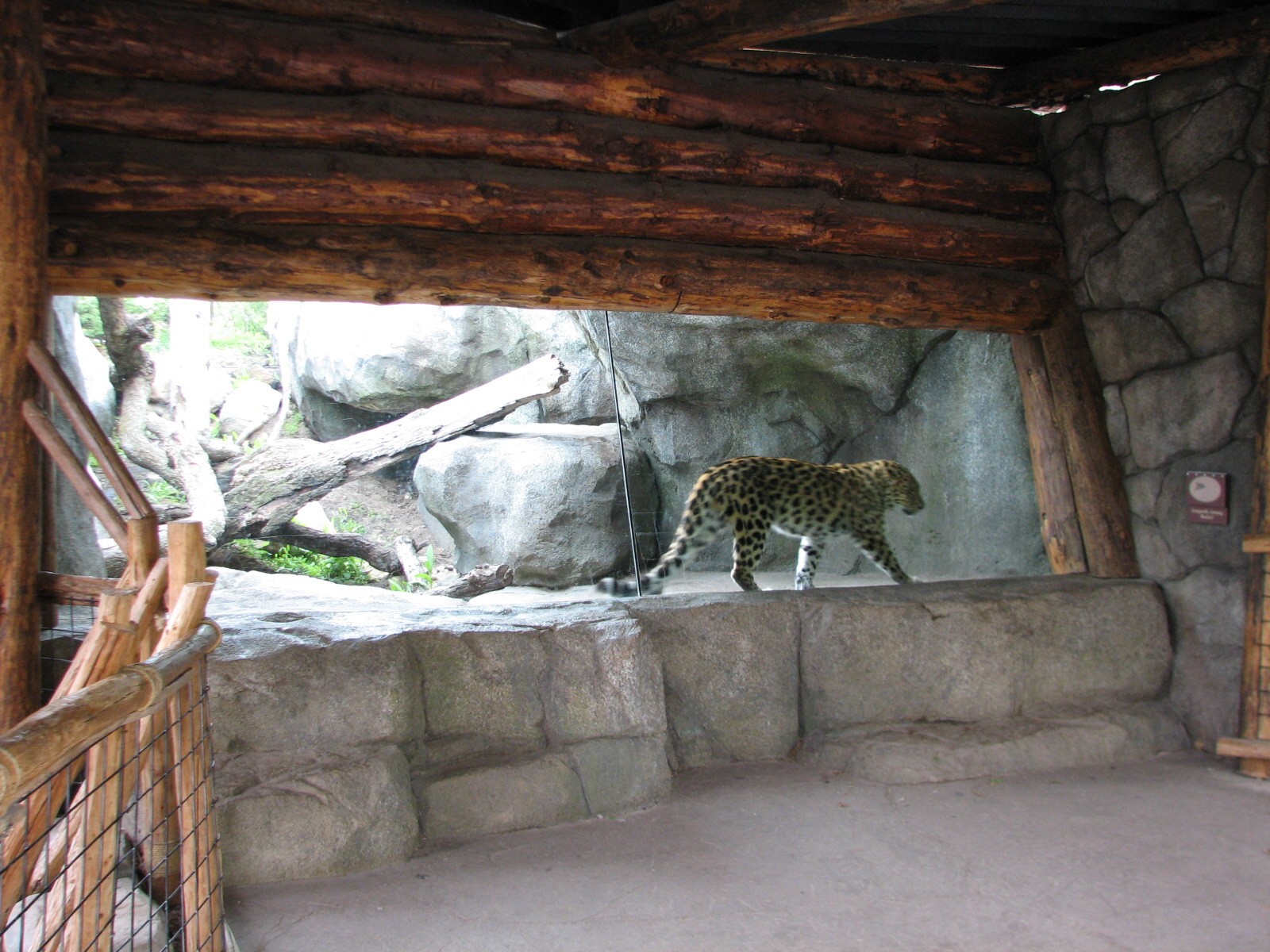 Russia's Grizzly Coast - Forested South - Second Amur Leopard Exhibit Viewi
