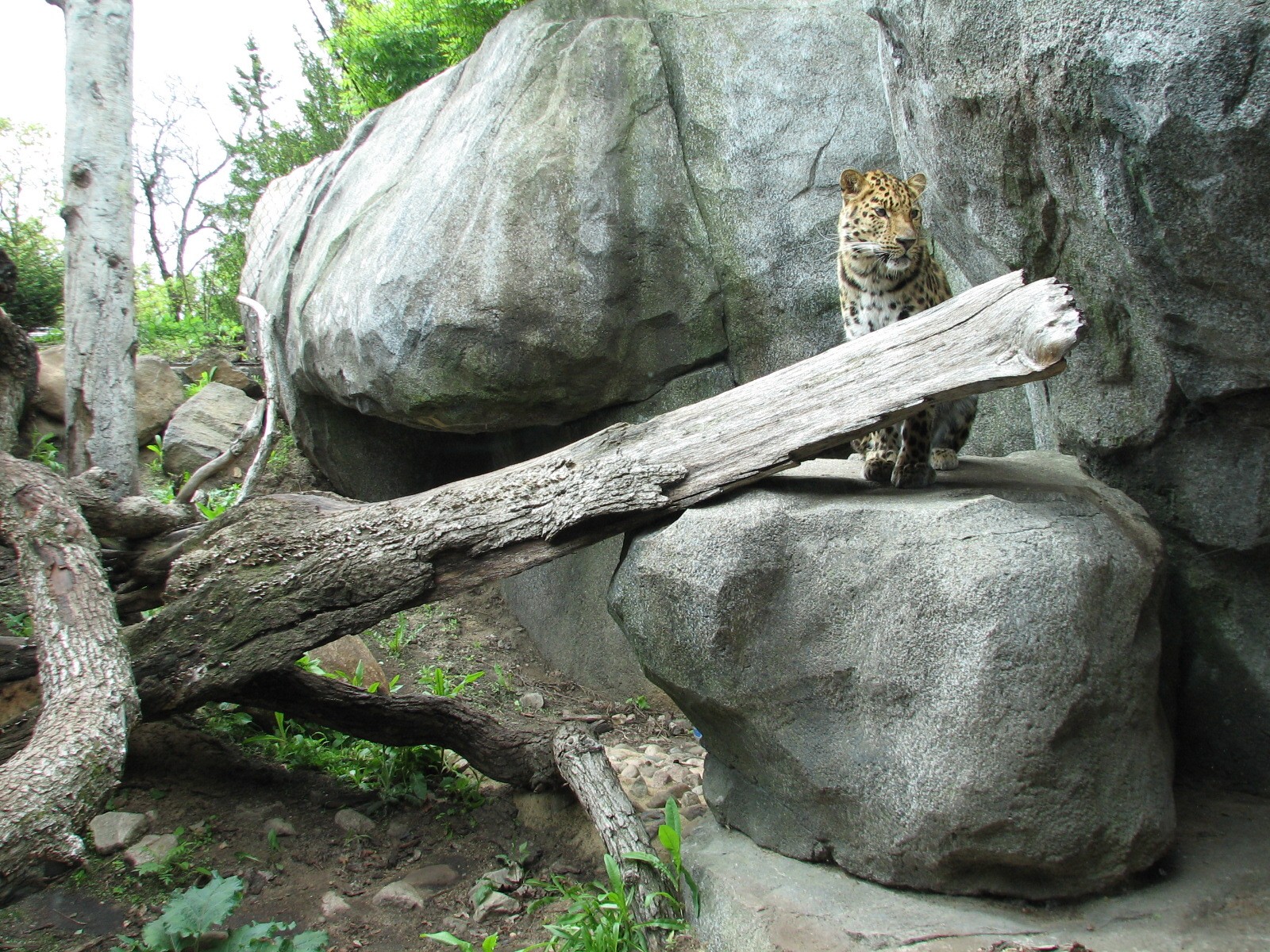 Russia's Grizzly Coast - Forested South - Second Amur Leopard Exhibit