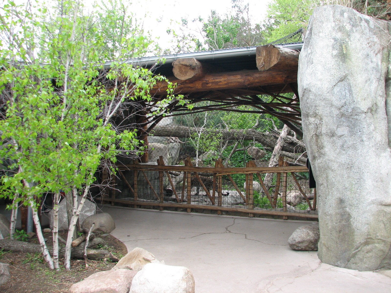 Russia's Grizzly Coast - Forested South - Third Amur Leopard Exhibit Viewin
