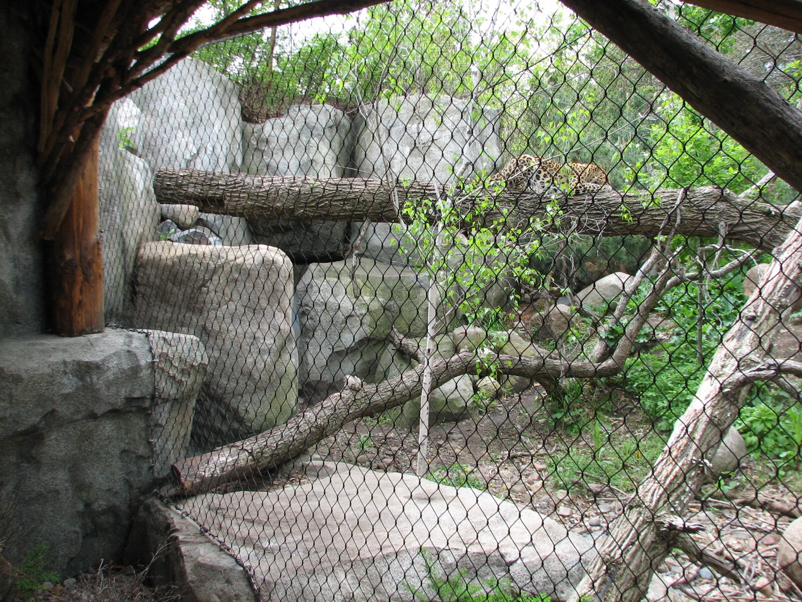 Russia's Grizzly Coast - Forested South - Third Amur Leopard Exhibit