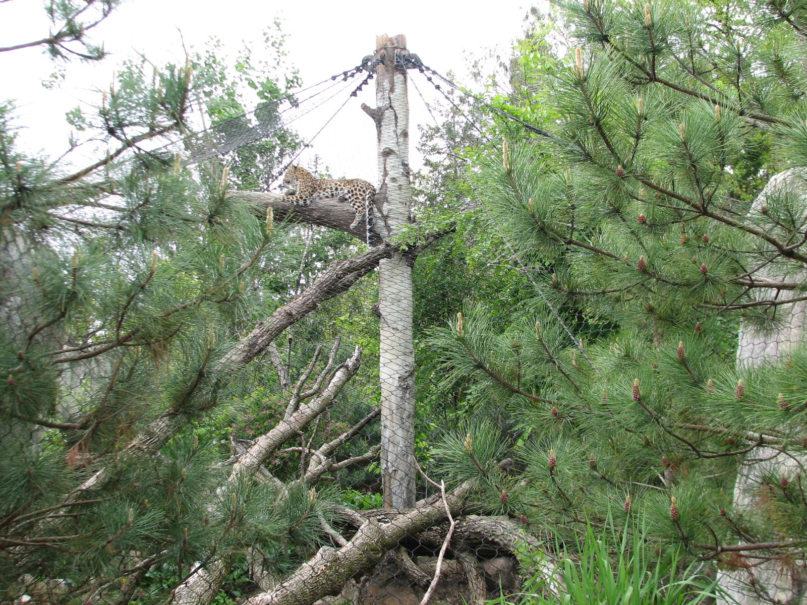 Russia's Grizzly Coast - Forested South - Third Amur Leopard Exhibit
