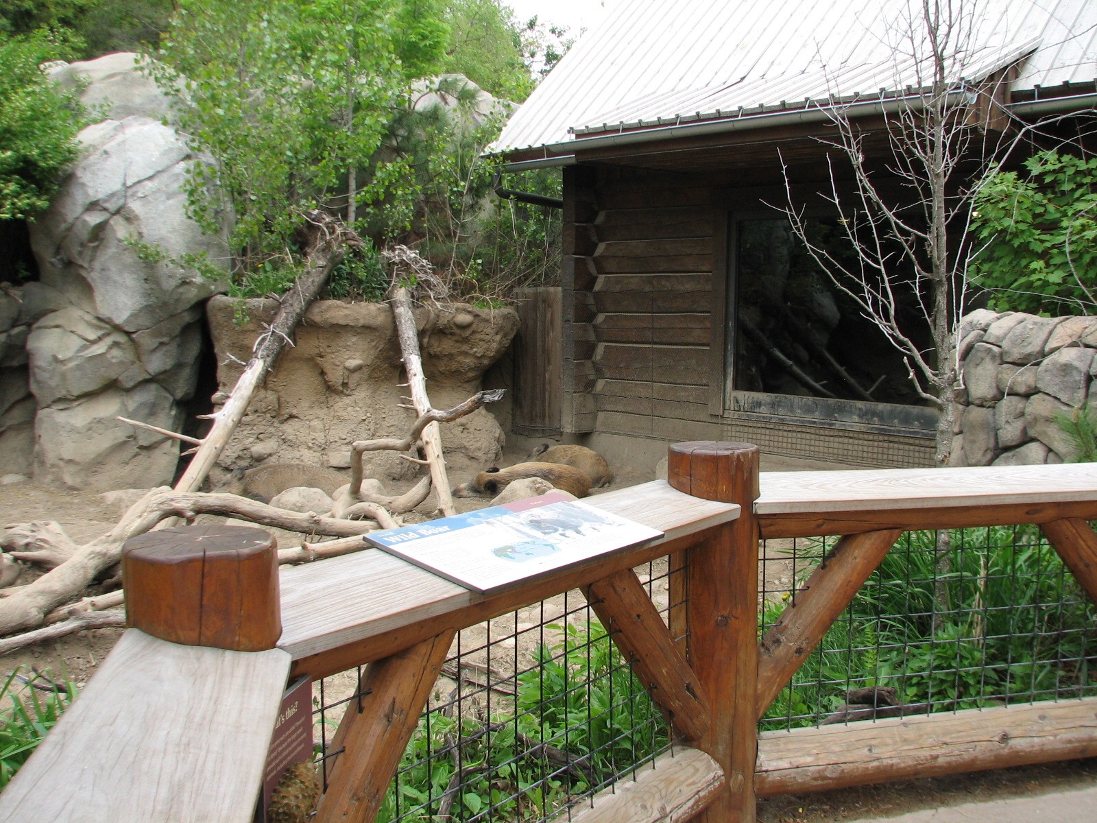 Russia's Grizzly Coast - Forested South - Wild Boar Exhibit Second Viewing