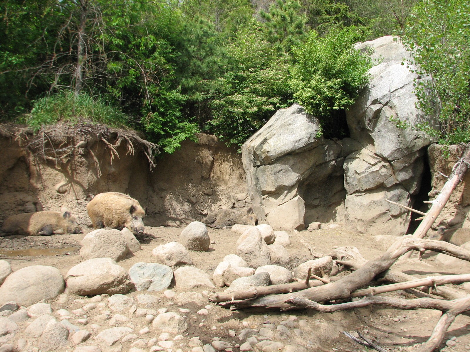 Russia's Grizzly Coast - Forested South - Wild Boar Exhibit