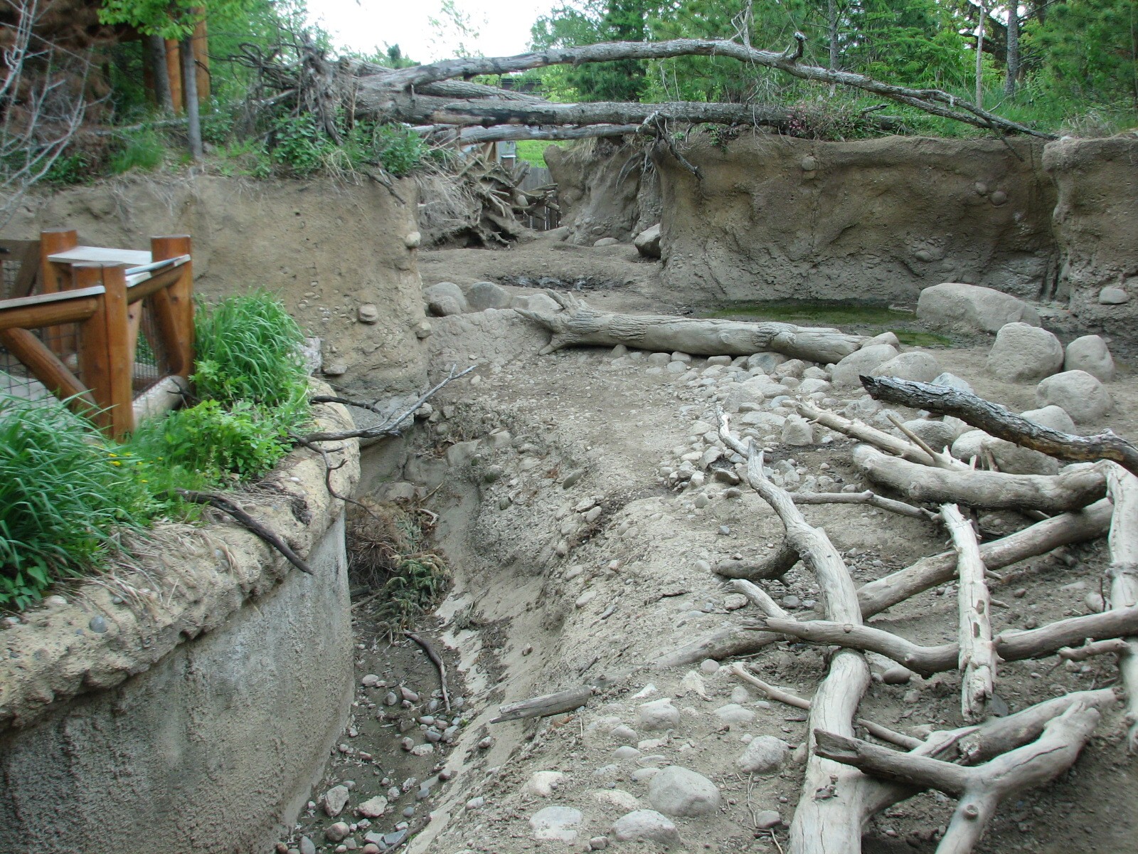 Russia's Grizzly Coast - Forested South - Wild Boar Exhibit