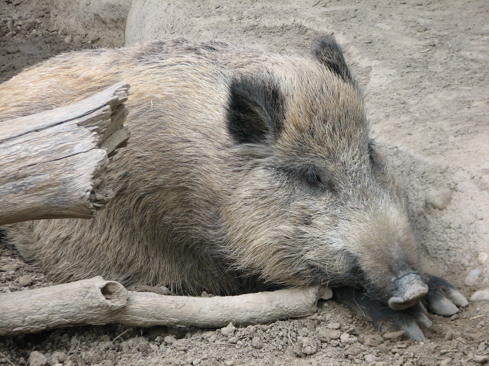 Russia's Grizzly Coast - Forested South - Wild Boar