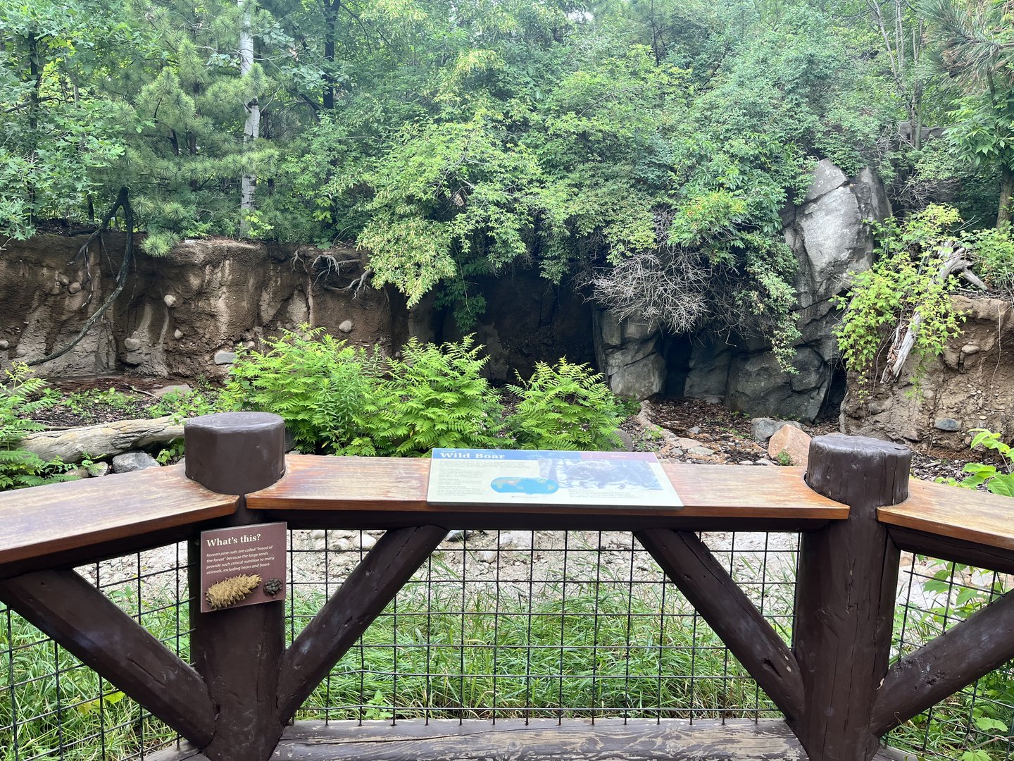 Russia’s Grizzly Coast - Former Wild Boar Exhibit