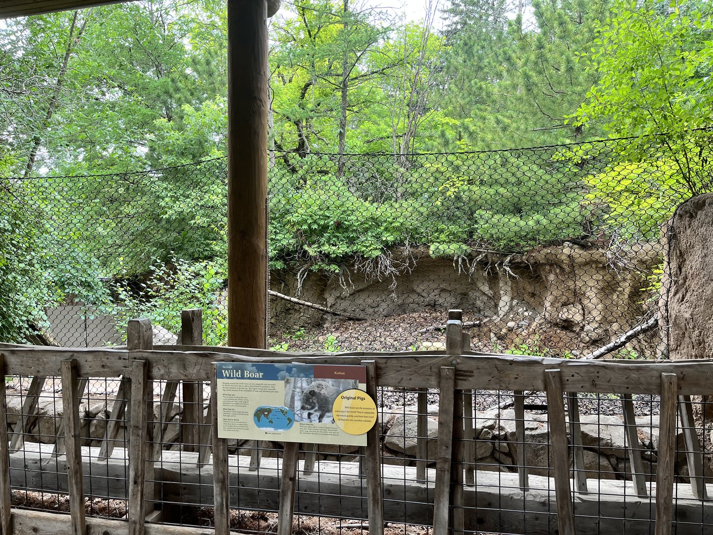 Russia’s Grizzly Coast - Former Wild Boar Exhibit