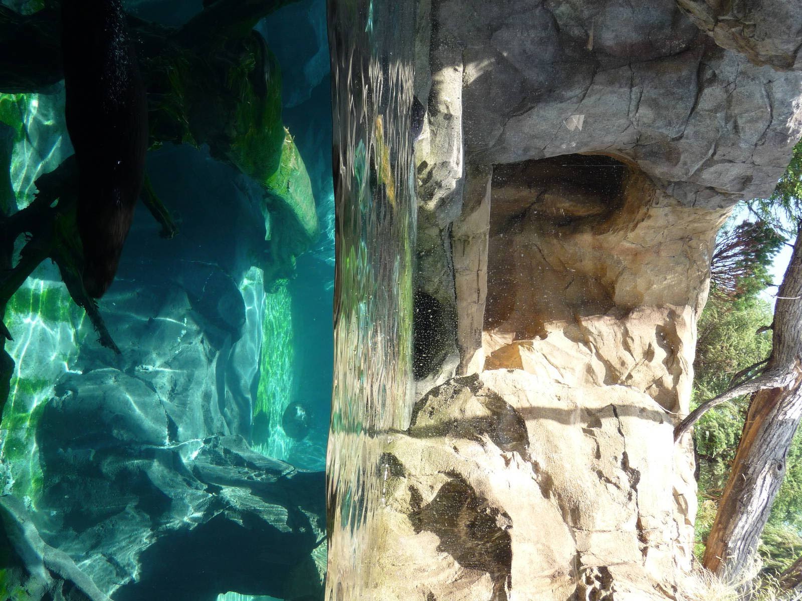 Russia's Grizzly Coast - Minnesota Zoo