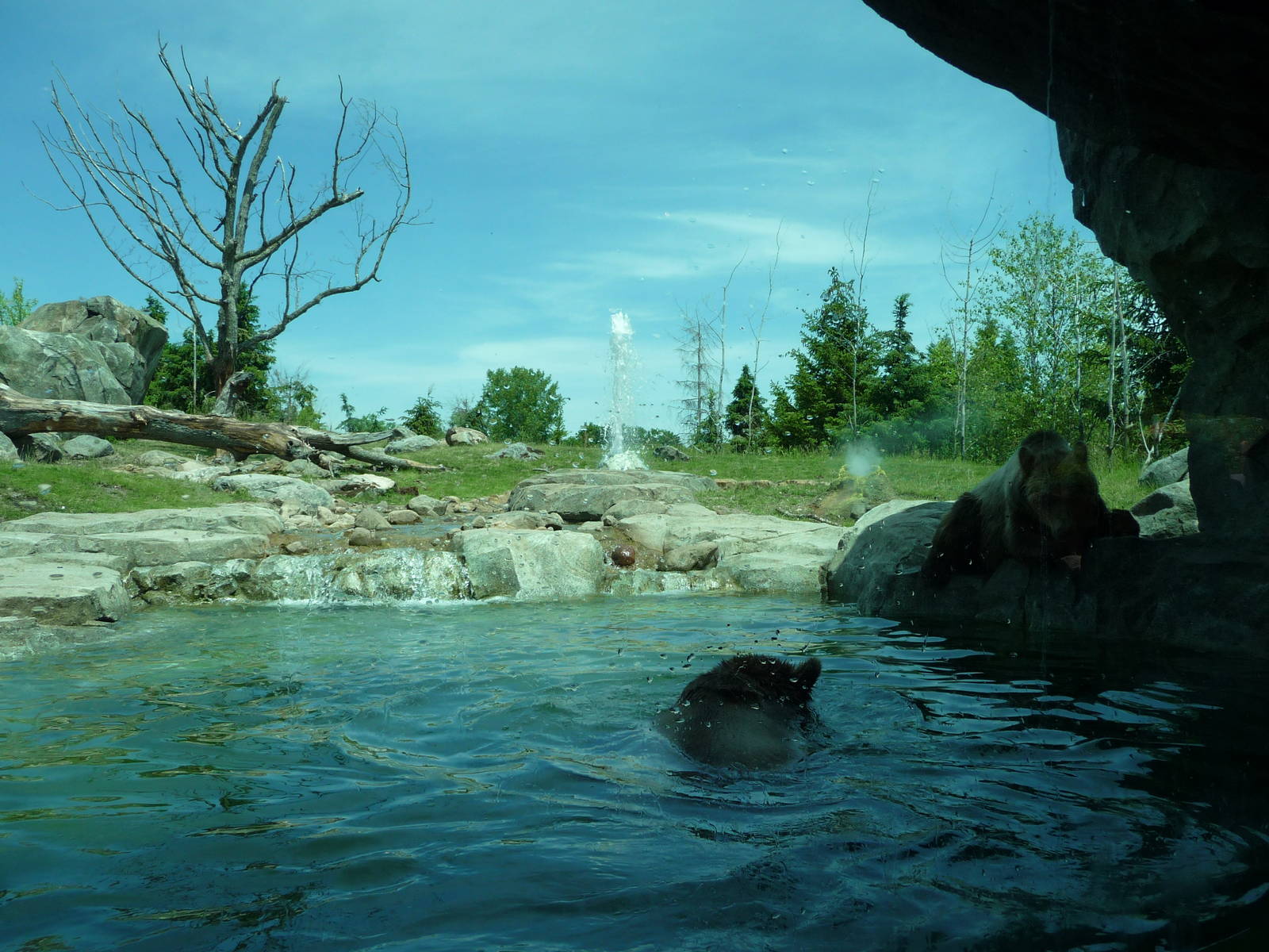 Russia's Grizzly Coast - Minnesota Zoo