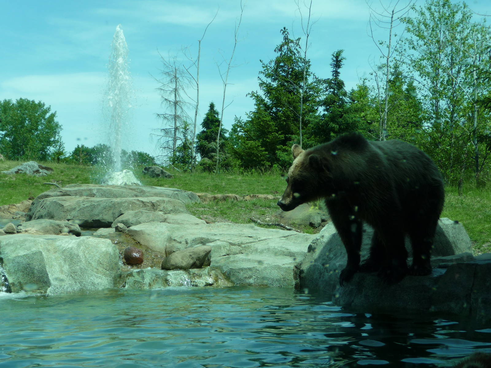 Russia's Grizzly Coast - Minnesota Zoo