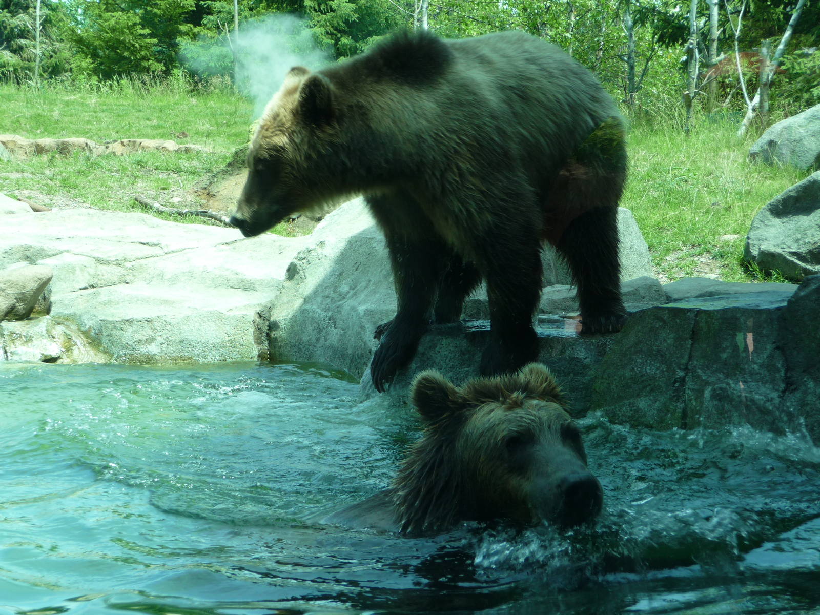 Russia's Grizzly Coast - Minnesota Zoo