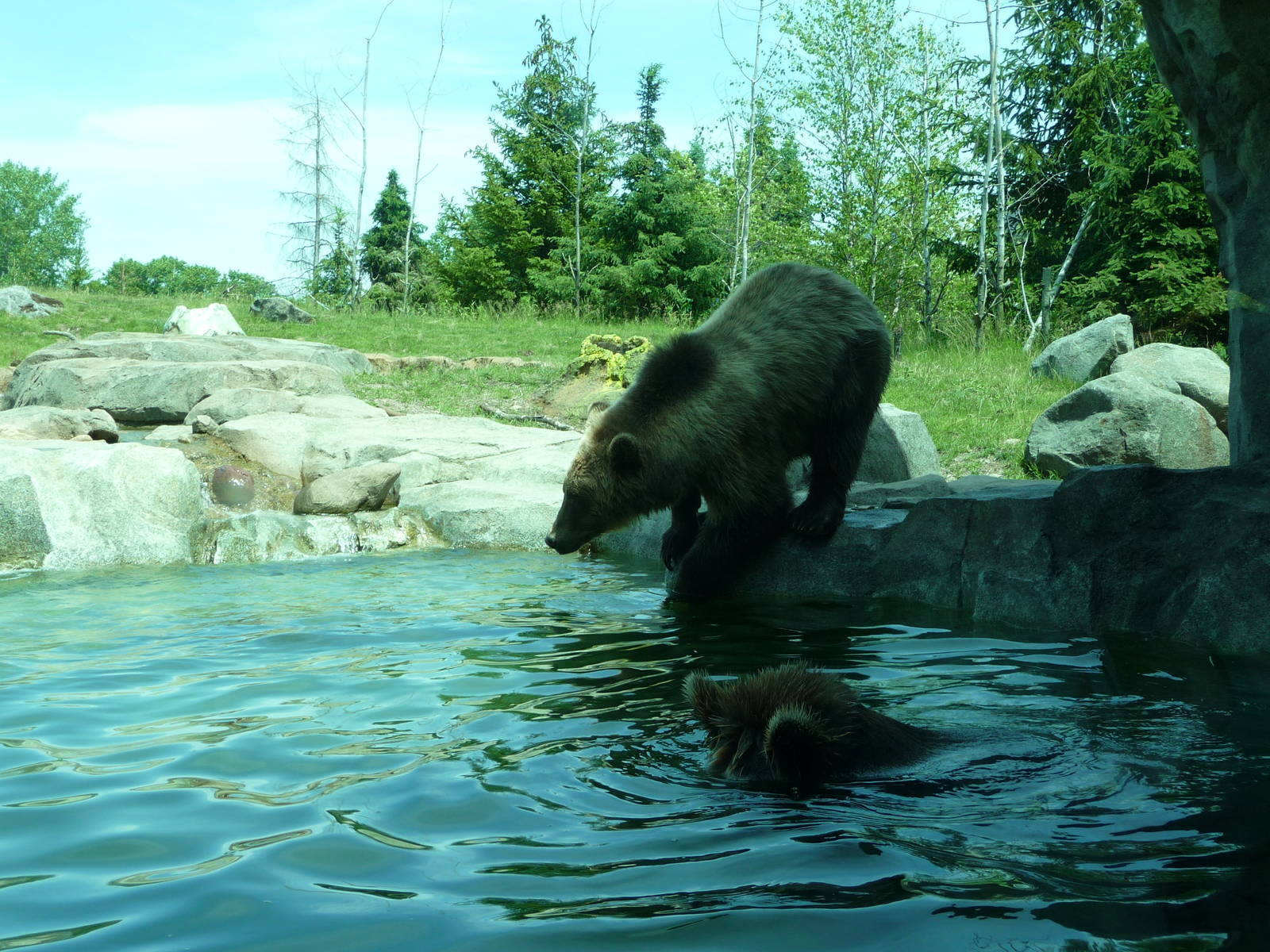 Russia's Grizzly Coast - Minnesota Zoo