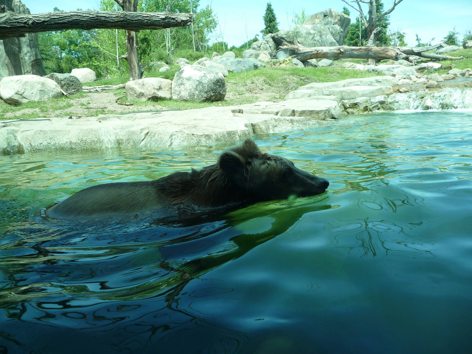Russia's Grizzly Coast - Minnesota Zoo