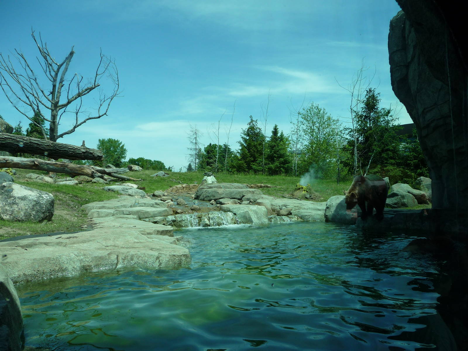 Russia's Grizzly Coast - Minnesota Zoo
