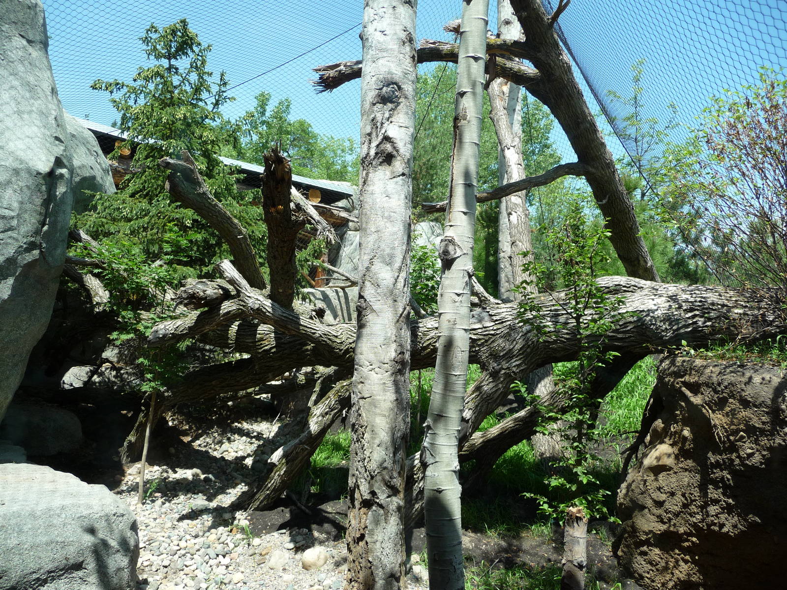 Russia's Grizzly Coast - Minnesota Zoo
