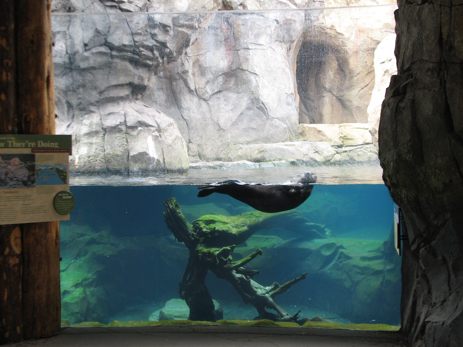 Russia's Grizzly Coast - Pacific Shores - Sea Otter Exhibit Second Viewing