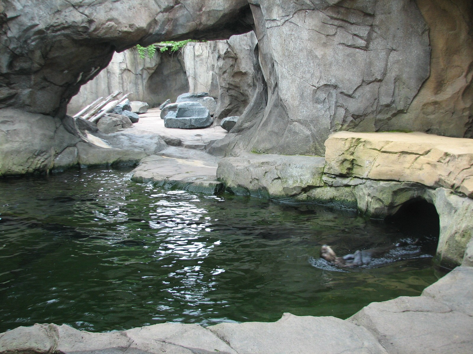 Russia's Grizzly Coast - Pacific Shores - Sea Otter Exhibit