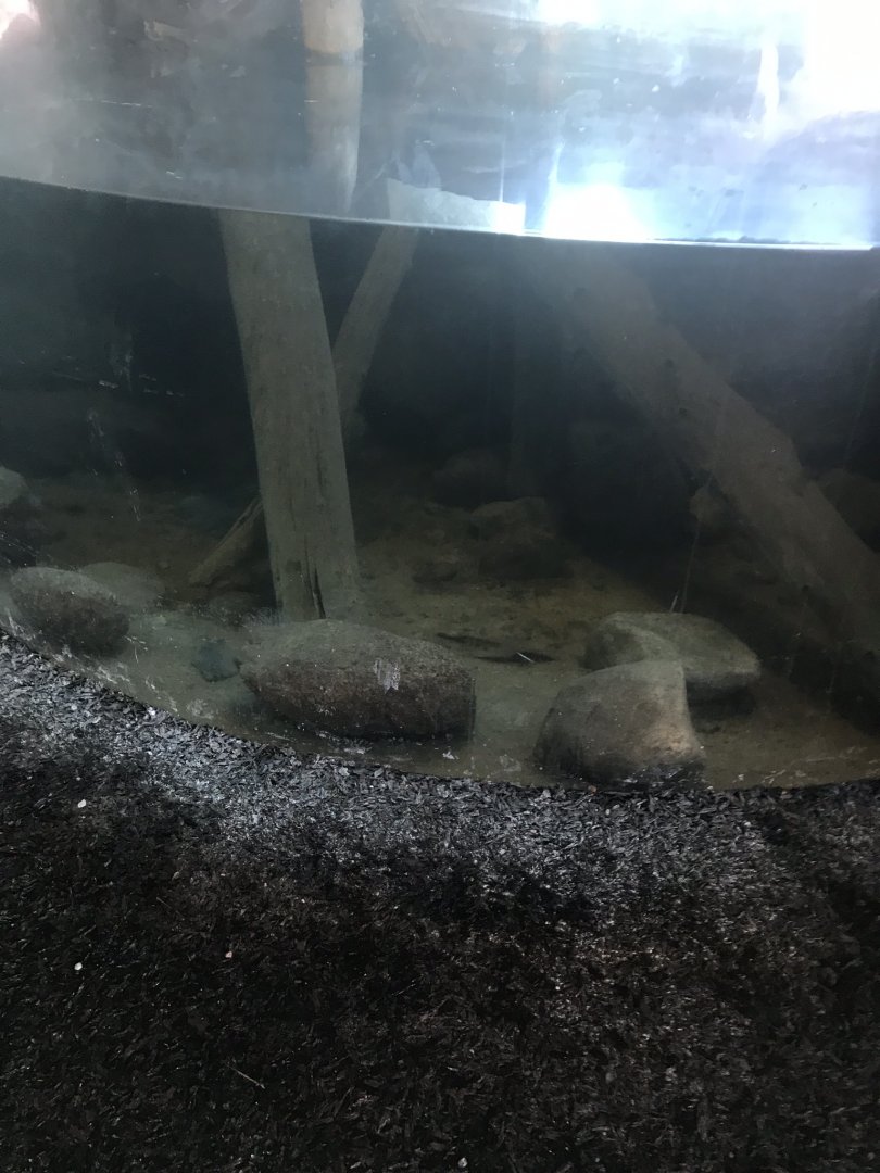 Russia’s grizzly coast rainbow trout tank