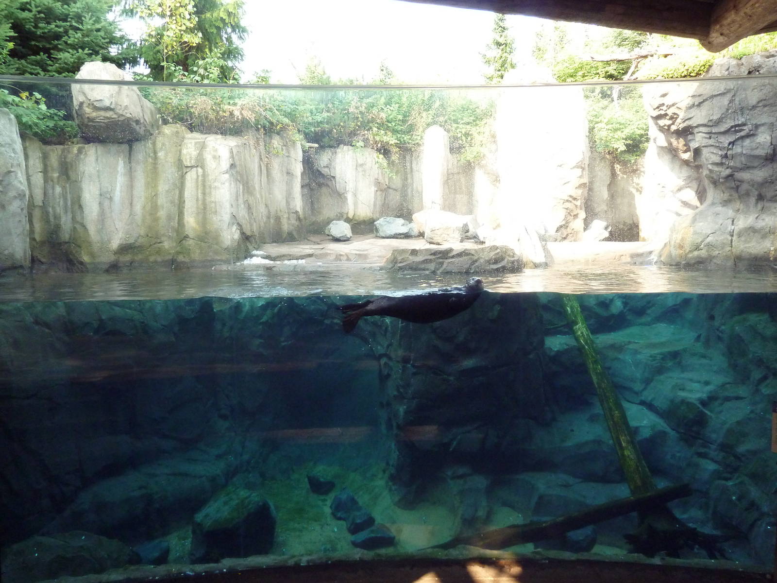 Russia's Grizzly Coast - Sea Otter Exhibit