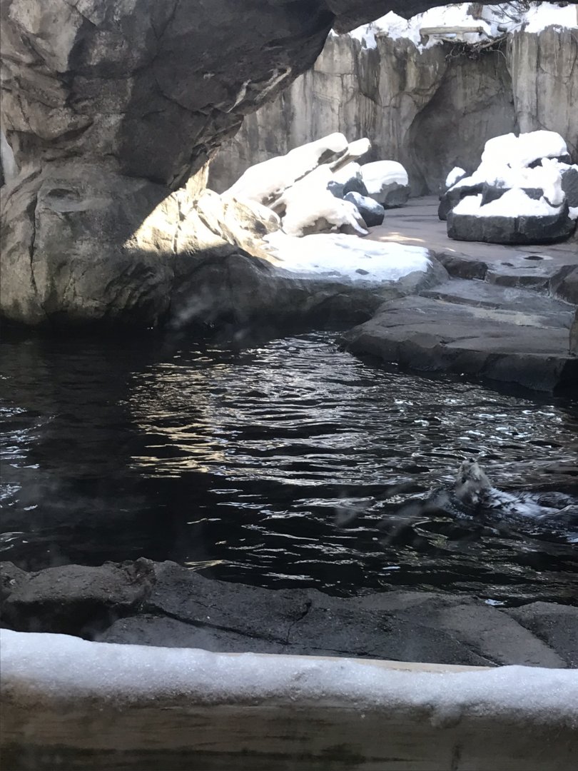 Russias grizzly coast sea otter exhibit