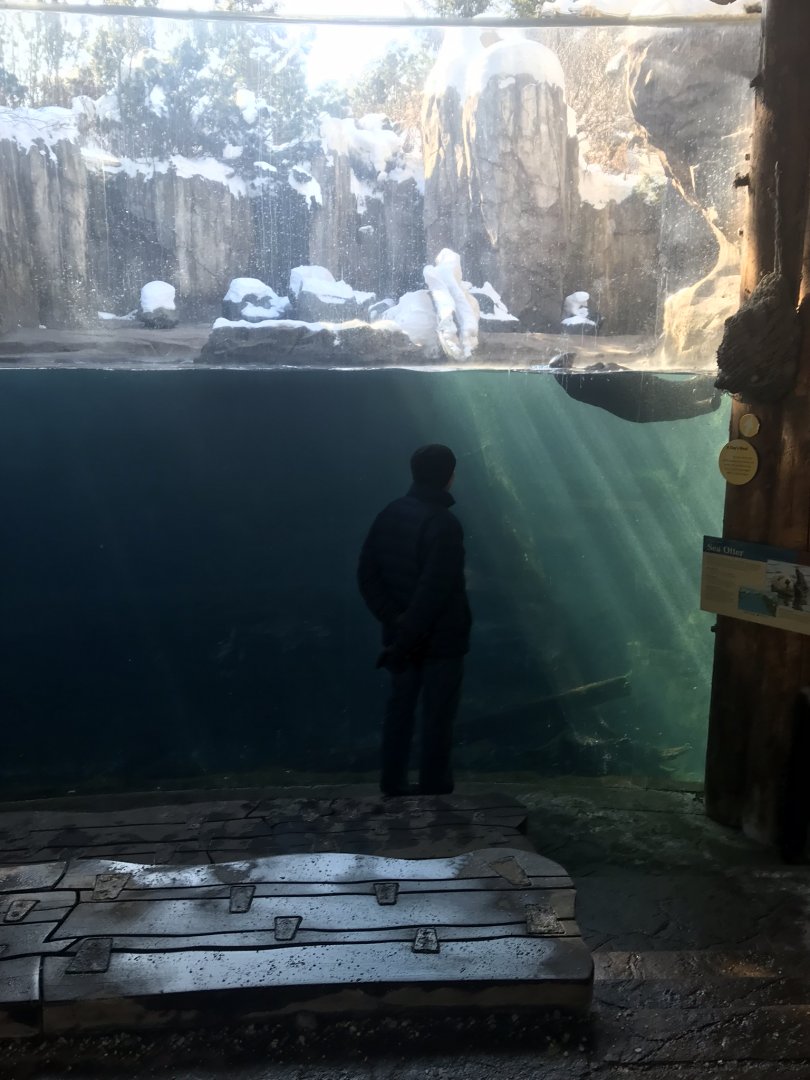Russia’s grizzly coast sea otter exhibit